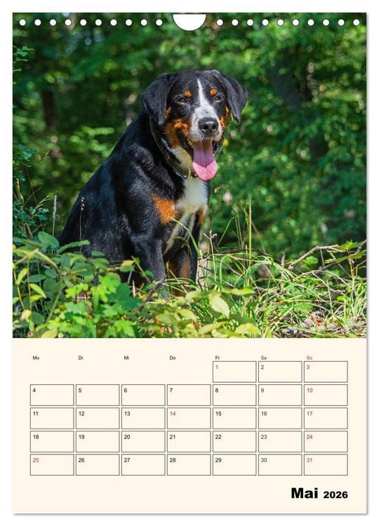 Produktbild: Appenzeller Sennenhund - Mit Plan durch das Jahr (Wandkalender 2026 DIN A4 hoch), CALVENDO Monatskalender
