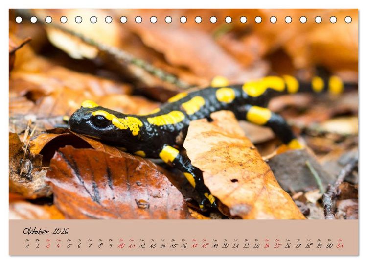 Produktbild: Feuersalamander - Liebenswerte Heimlichtuer (Tischkalender 2026 DIN A5 quer), CALVENDO Monatskalender