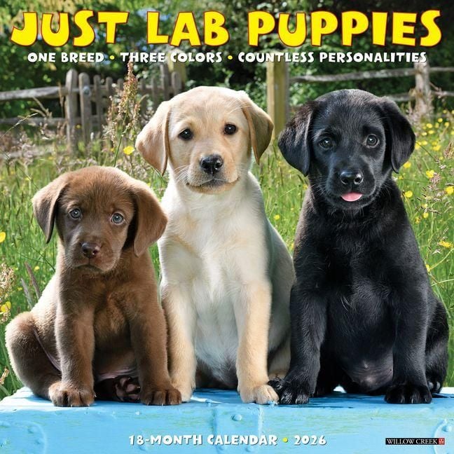 Produktbild: Lab Puppies 2026 12 X 12 Wall Calendar