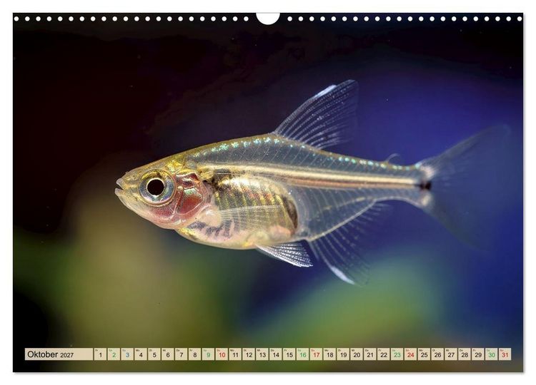 Produktbild: Die kleinsten Tiere - Weltweit (Wandkalender 2027 DIN A3 quer), CALVENDO Monatskalender