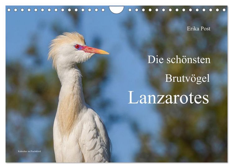 Produktbild: Die sch&ouml;nsten Brutv&ouml;gel Lanzarotes (Wandkalender 2027 DIN A4 quer), CALVENDO Monatskalender