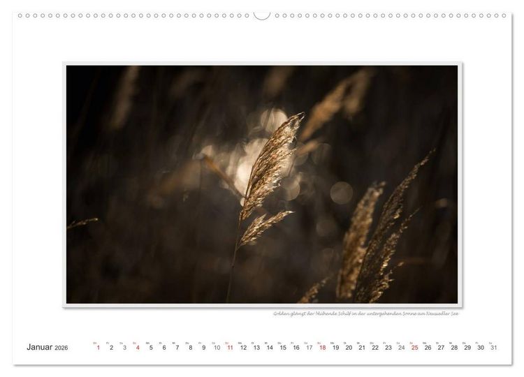 Produktbild: Neusiedler See / CH-Version (hochwertiger Premium Wandkalender 2026 DIN A2 quer), Kunstdruck in Hochglanz