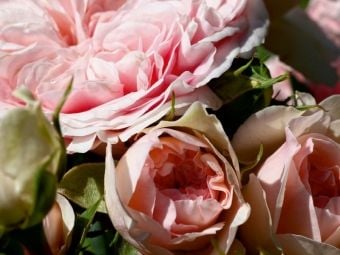 Produktbild: CALVENDO Puzzle Die Rose - K&ouml;nigin der Blumen | 1000 Teile Lege-Gr&ouml;&szlig;e 64x48cm Foto-Puzzle f&uuml;r gl&uuml;ckliche Stunden