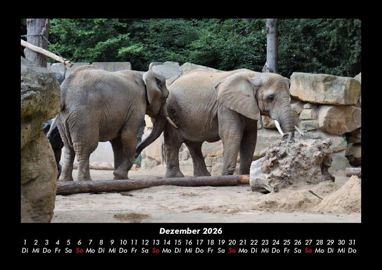 Produktbild: Der Elefantenkalender 2026 Fotokalender DIN A3