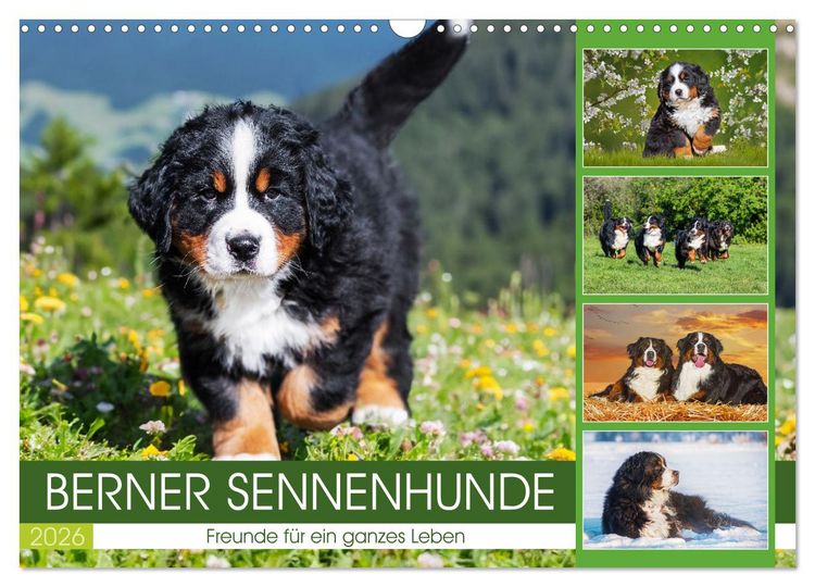 Produktbild: Berner Sennenhunde - Freunde f&uuml;r ein ganzes Leben (Wandkalender 2026 DIN A3 quer), CALVENDO Monatskalender