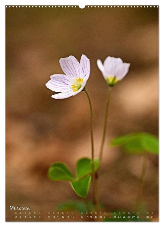 Produktbild: NATUR PUR Kleine Blumen am Wegesrand (Wandkalender 2026 DIN A2 hoch), CALVENDO Monatskalender
