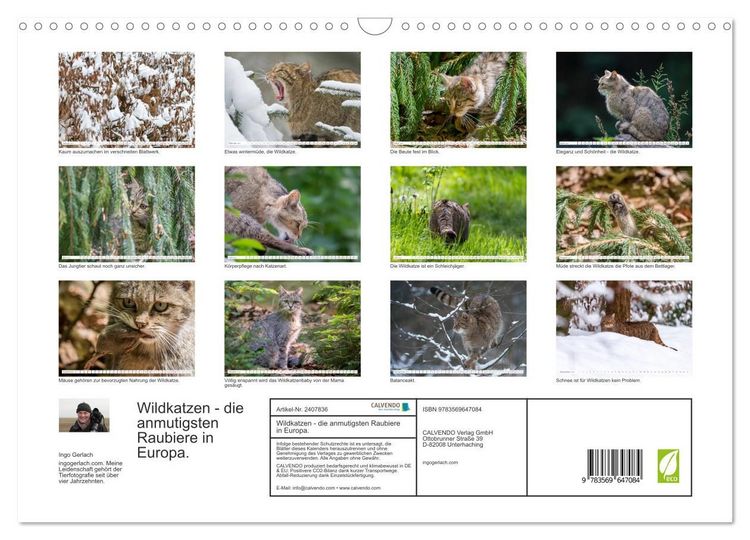 Produktbild: Wildkatzen - die anmutigsten Raubiere in Europa. (Wandkalender 2027 DIN A3 quer), CALVENDO Monatskalender