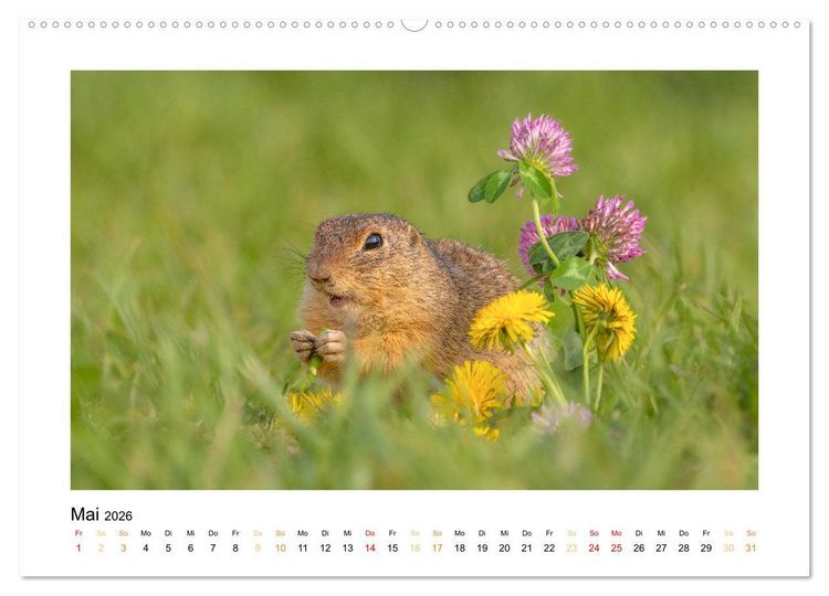 Produktbild: Wiener Tierwelt (Wandkalender 2026 DIN A2 quer), CALVENDO Monatskalender