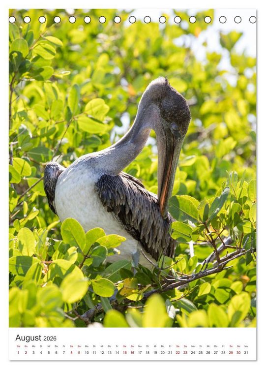 Produktbild: Galapagos - Atemberaubende Tierwelt (Tischkalender 2026 DIN A5 hoch), CALVENDO Monatskalender