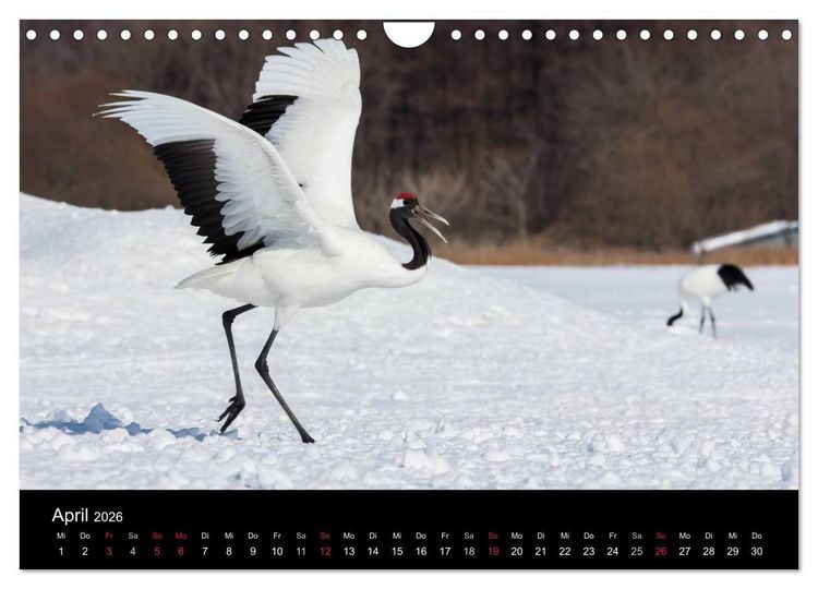 Produktbild: Mandschurenkraniche (Wandkalender 2026 DIN A4 quer), CALVENDO Monatskalender