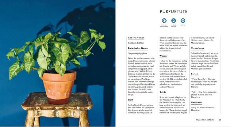 amaranth saatgut Amaranth 'Velvet Curtains' Saatgut – Samtrote Blumen