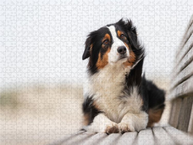 Produktbild: CALVENDO Puzzle Gibt's jetzt einen Keks? 1000 Teile Lege-Gr&ouml;&szlig;e 640 x 480 cm Foto-Puzzle Bild von Annett Mirsberger