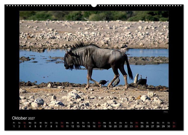 Produktbild: Wildtiere im Etosha Nationalpark (Wandkalender 2027 DIN A2 quer), CALVENDO Monatskalender