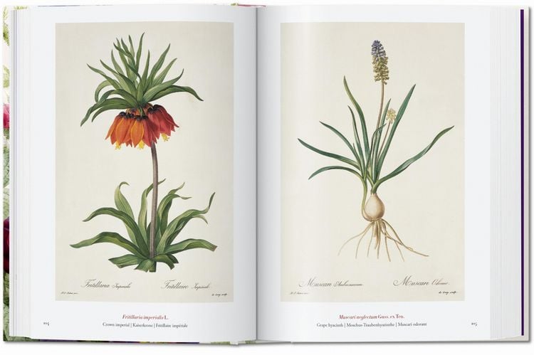 Pierre-Joseph Redouté. The Book of Flowers