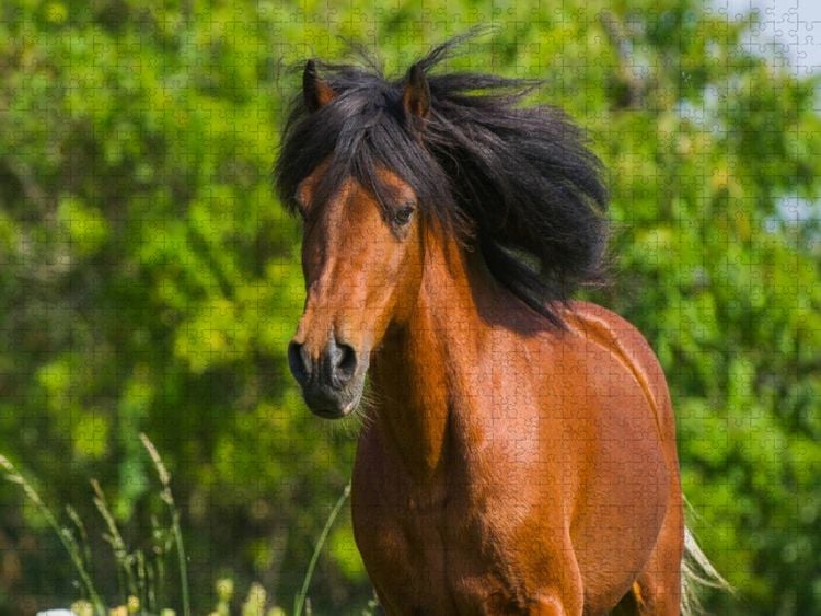 Produktbild: CALVENDO Puzzle Welsh Pony Portr&auml;t | 1000 Teile Lege-Gr&ouml;&szlig;e 64x48cm Foto-Puzzle f&uuml;r gl&uuml;ckliche Stunden