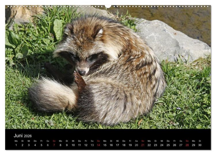 Produktbild: Marderhunde (hochwertiger Premium Wandkalender 2026 DIN A2 quer), Kunstdruck in Hochglanz