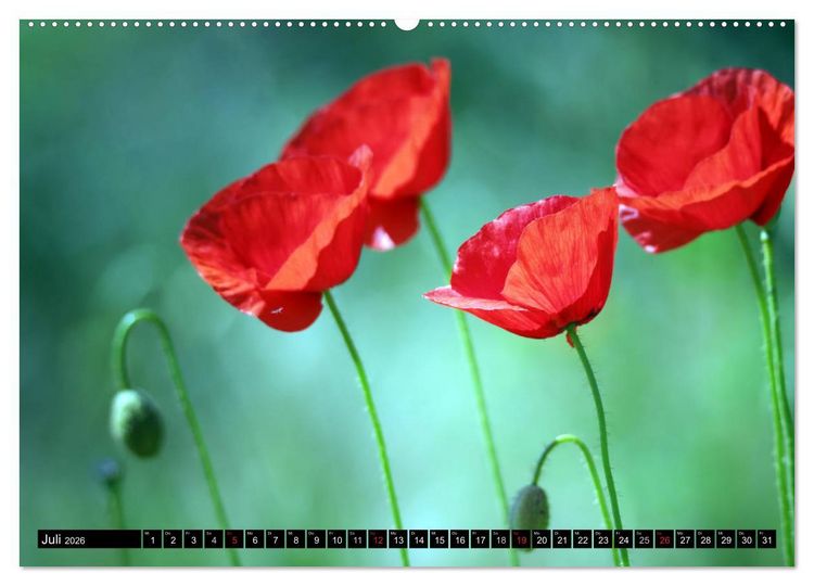 Produktbild: Mohnblumen (hochwertiger Premium Wandkalender 2026 DIN A2 quer), Kunstdruck in Hochglanz