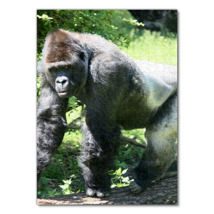 Produktbild: Lais Puzzle Gorilla 500 Teile