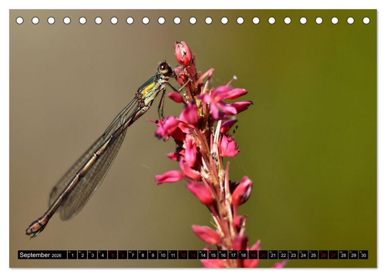 Produktbild: Insekten-Sommer (Tischkalender 2026 DIN A5 quer), CALVENDO Monatskalender