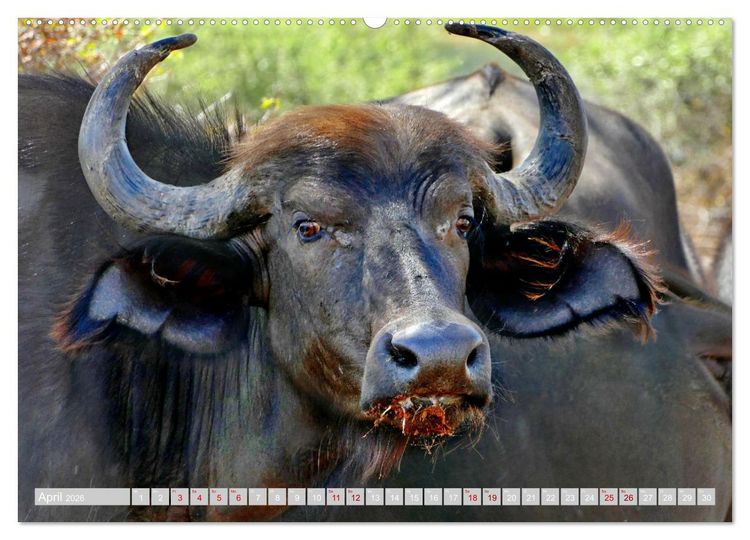 Produktbild: Namibia &ndash; Die Tierwelt vom Caprivi bis Etosha (Wandkalender 2026 DIN A2 quer), CALVENDO Monatskalender