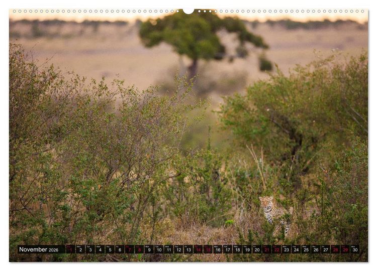 Produktbild: Leopards in the wild (High Quality Premium Wall Calendar 2026 DIN A2 landscape),CALVENDO 12 Month Wall Calendar