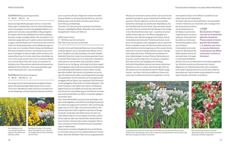 Produktbild: Das BLV Handbuch Stauden