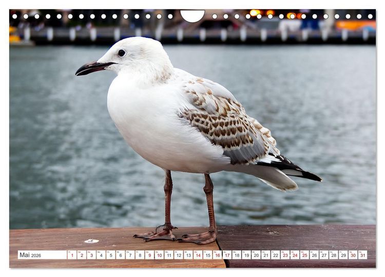 Produktbild: Australiens V&ouml;gel (Wandkalender 2026 DIN A4 quer), CALVENDO Monatskalender