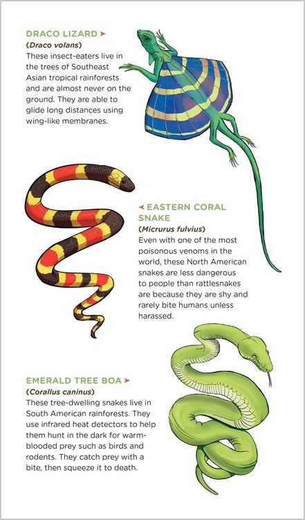 Produktbild: Slithering, Scaly Tattoo Snakes & Other Reptiles