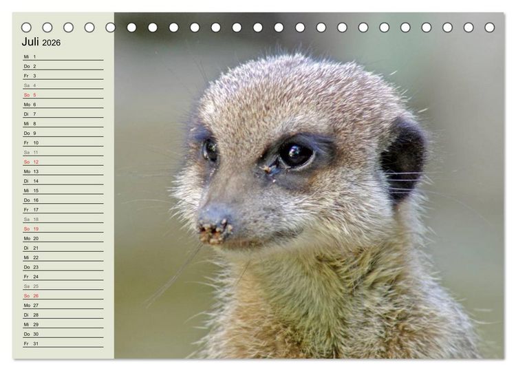Produktbild: Erdm&auml;nnchen (Tischkalender 2026 DIN A5 quer), CALVENDO Monatskalender