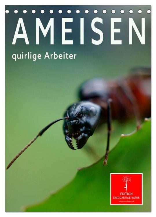 Produktbild: Ameisen quirlige Arbeiter (Tischkalender 2026 DIN A5 hoch), CALVENDO Monatskalender