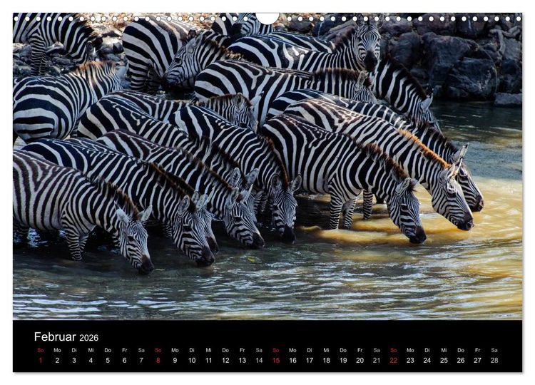 Produktbild: Zebras - Faszination der Streifen (Wandkalender 2026 DIN A3 quer), CALVENDO Monatskalender