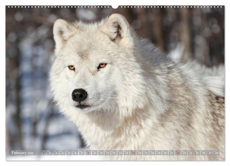 Produktbild: Wolves &bull; Faces of social hunters (High Quality Premium Wall Calendar 2026 DIN A2 landscape),CALVENDO 12 Month Wall Calendar