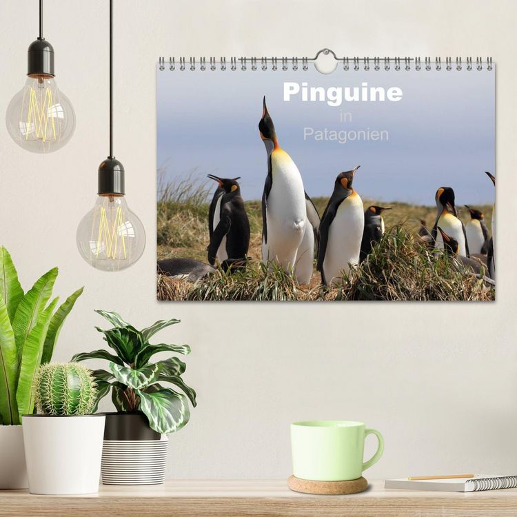Produktbild: Pinguine in Patagonien (Wandkalender 2026 DIN A4 quer), CALVENDO Monatskalender