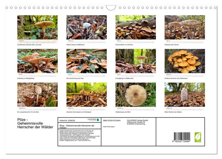 Produktbild: Pilze - Geheimnisvolle Herrscher der W&auml;lder (Wandkalender 2026 DIN A3 quer), CALVENDO Monatskalender