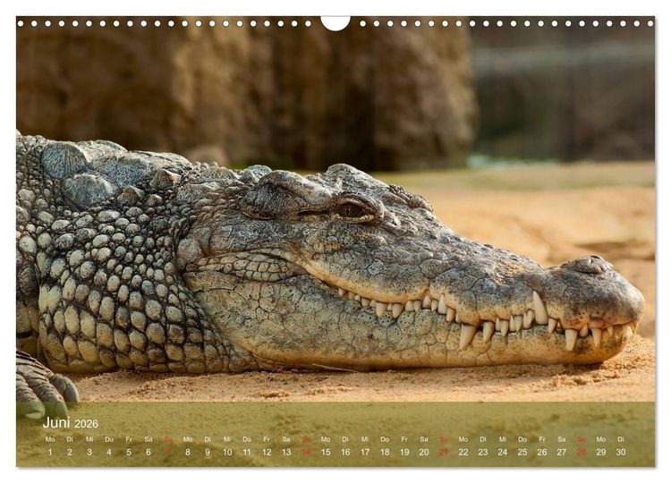 Produktbild: Alligatoren und Co. (Wandkalender 2026 DIN A3 quer), CALVENDO Monatskalender