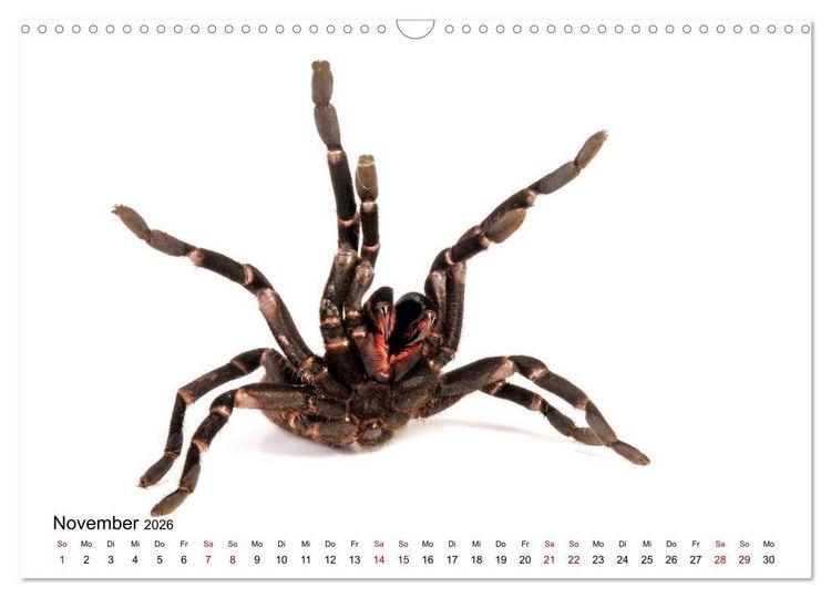 Produktbild: WIRBELLOS (Wandkalender 2026 DIN A3 quer), CALVENDO Monatskalender