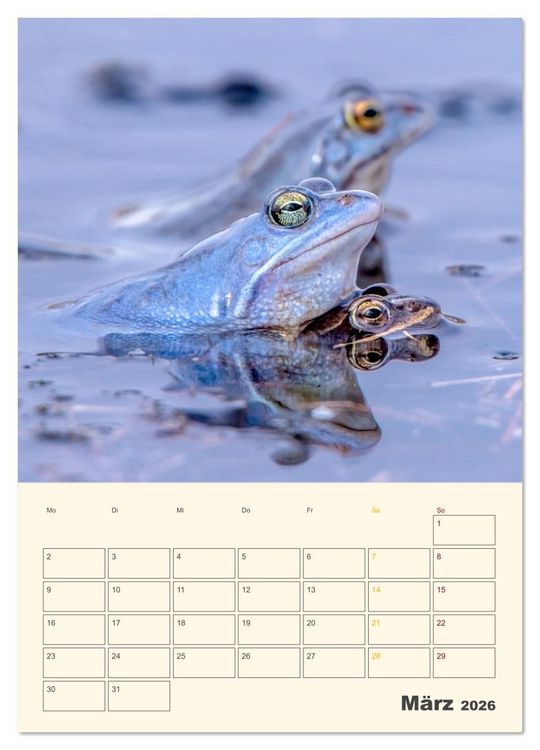 Produktbild: Moorfrosch Geheimnisse &ndash; Farben, Flirts & Froschkonzerte - Tanja Riedel (Wandkalender 2026 DIN A4 hoch), CALVENDO Monatskalender