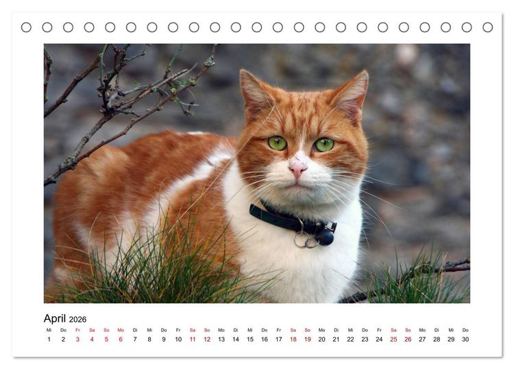Produktbild: Stra&szlig;entiger auf Samtpfoten (Tischkalender 2026 DIN A5 quer), CALVENDO Monatskalender