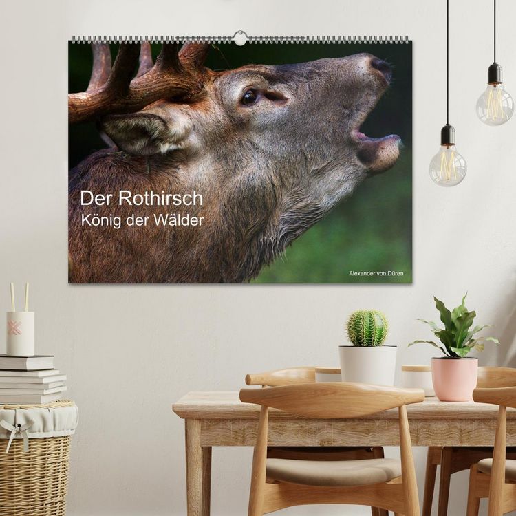 Produktbild: Der Rothirsch, K&ouml;nig der W&auml;lder (Wandkalender 2026 DIN A2 quer), CALVENDO Monatskalender