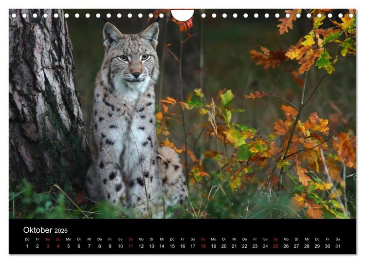 Produktbild: Tiere unserer Erde (Wandkalender 2026 DIN A4 quer), CALVENDO Monatskalender