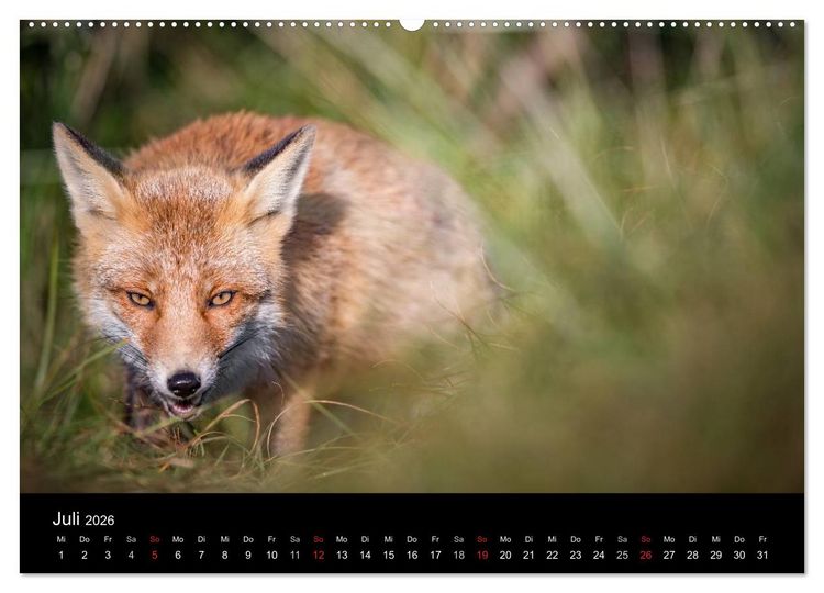 Produktbild: Rotf&uuml;chse (hochwertiger Premium Wandkalender 2026 DIN A2 quer), Kunstdruck in Hochglanz