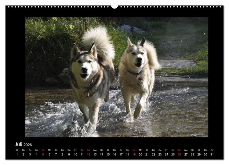 Produktbild: Husky-Kalender (Wandkalender 2026 DIN A2 quer), CALVENDO Monatskalender