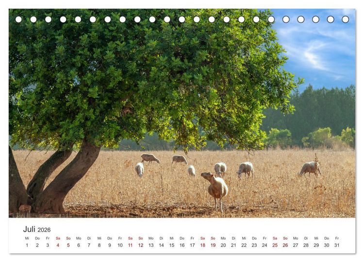 Produktbild: B&auml;ume - Gelebtes Leben (Tischkalender 2026 DIN A5 quer), CALVENDO Monatskalender
