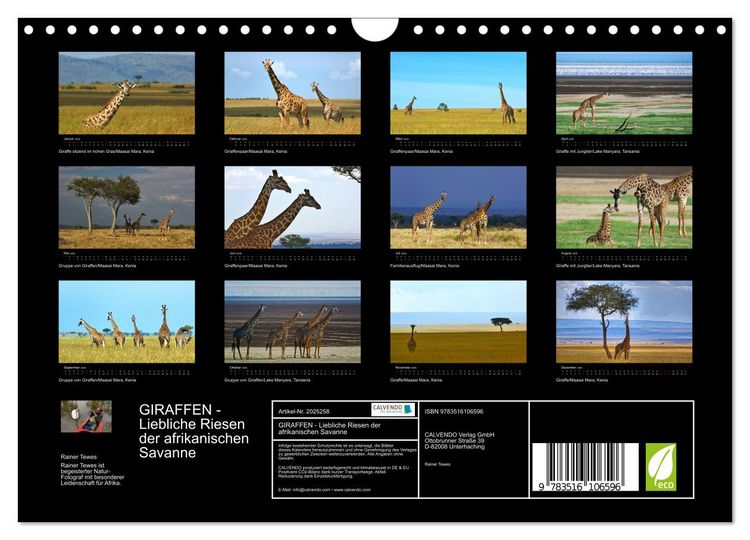Produktbild: GIRAFFEN - Liebliche Riesen der afrikanischen Savanne (Wandkalender 2026 DIN A4 quer), CALVENDO Monatskalender