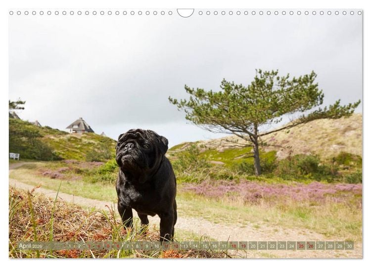 Produktbild: Sylt - Insel der M&ouml;pse (Wandkalender 2026 DIN A3 quer), CALVENDO Monatskalender