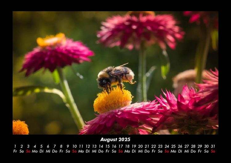 Produktbild: Blumenkalender 2025 Fotokalender DIN A3
