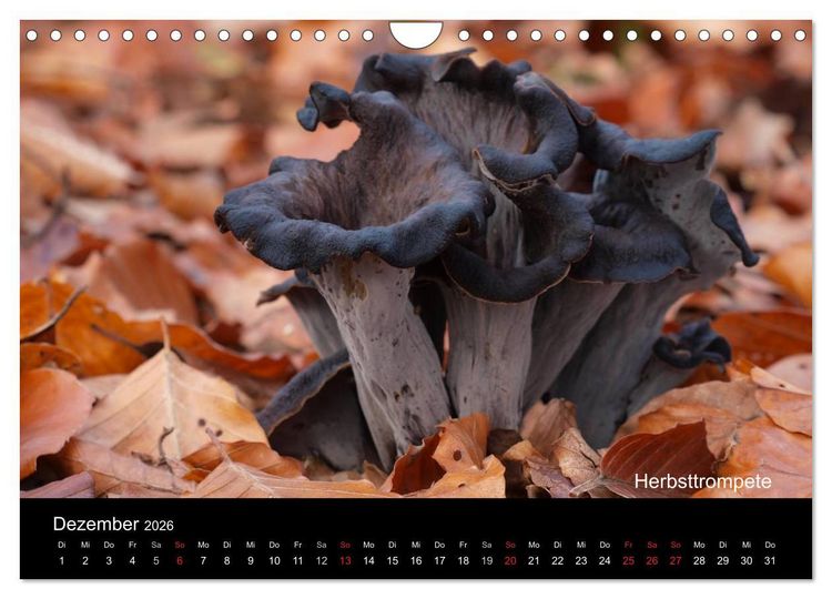 Produktbild: Pilzkalender (Wandkalender 2026 DIN A4 quer), CALVENDO Monatskalender