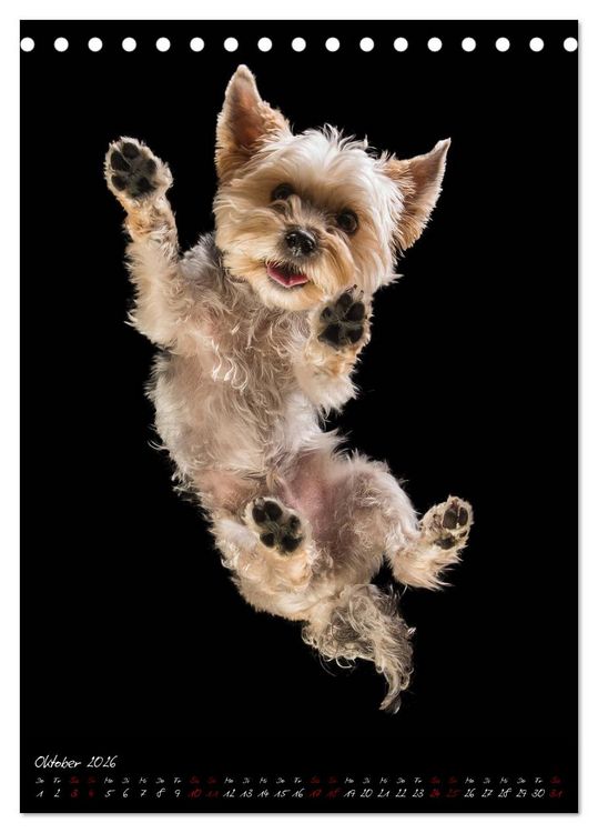 Produktbild: Hunde-Augen-Blicke (Tischkalender 2026 DIN A5 hoch), CALVENDO Monatskalender