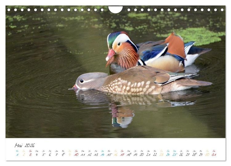 Produktbild: Mandarinenenten, die Liebe zur Natur (Wandkalender 2026 DIN A4 quer), CALVENDO Monatskalender
