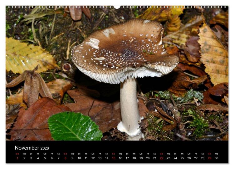 Produktbild: Pilze, Pilze (hochwertiger Premium Wandkalender 2026 DIN A2 quer), Kunstdruck in Hochglanz